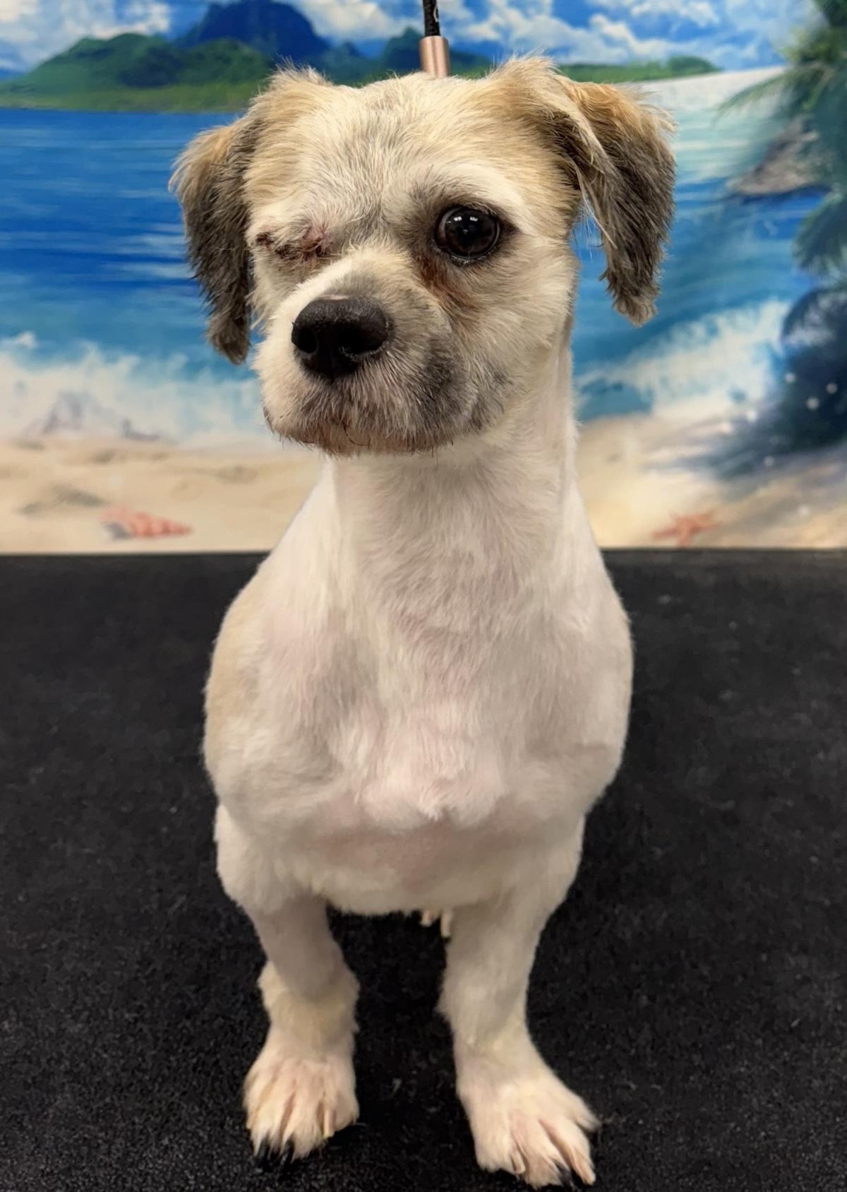 adoptable Dog in Westminster, MD named Bozeman
