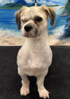 adoptable Dog in Westminster, MD named Bozeman