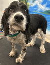 adoptable Dog in westminster, MD named Toby
