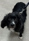 adoptable Dog in westminster, MD named Ralph
