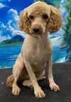 adoptable Dog in westminster, MD named Tonya