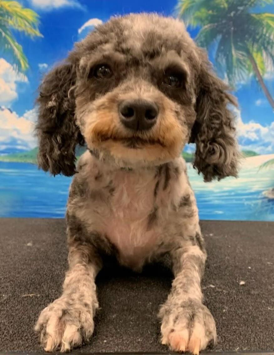 adoptable Dog in Westminster, MD named Macy