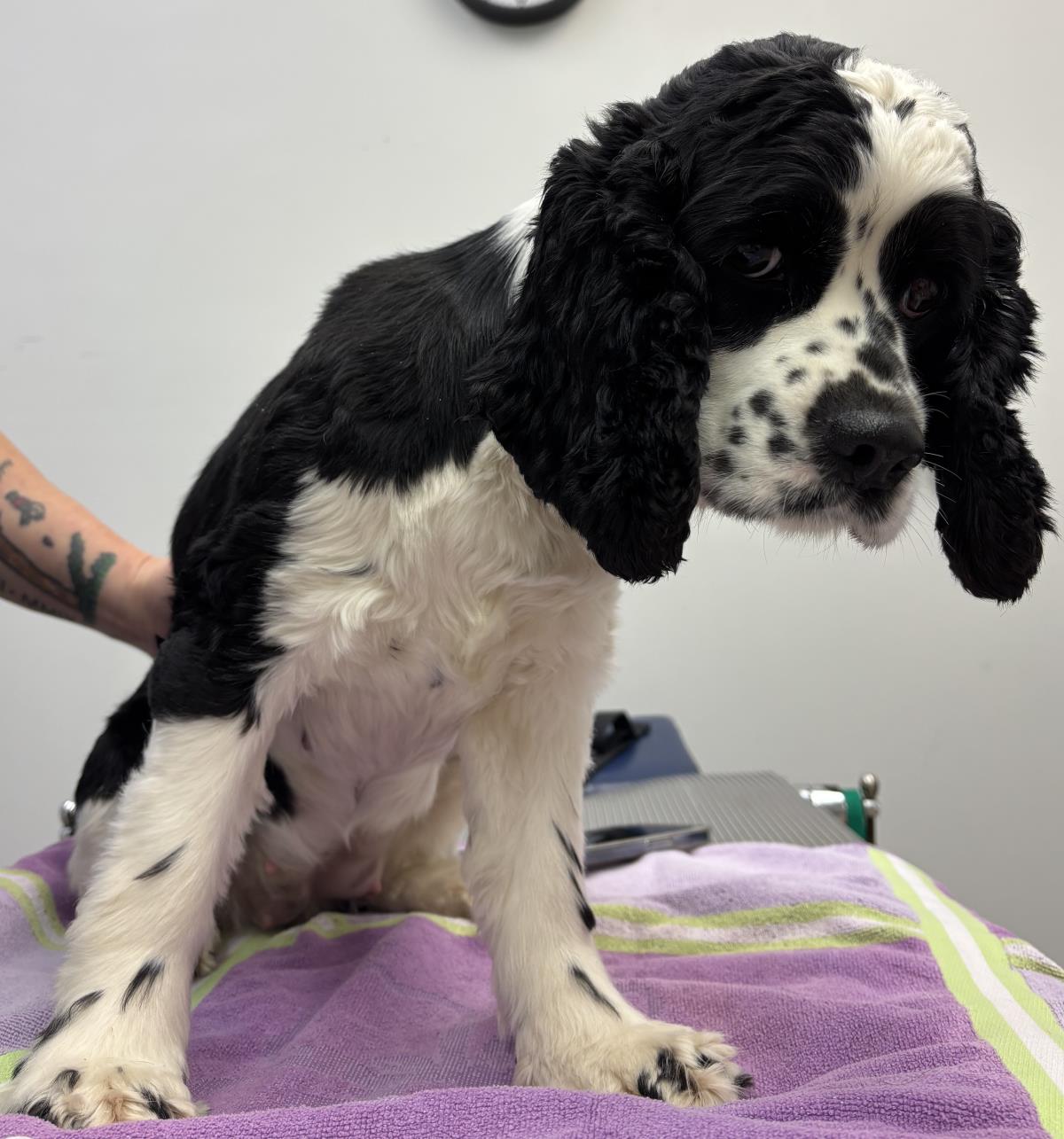 adoptable Dog in Westminster, MD named Rue