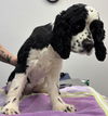 adoptable Dog in  named Rue