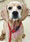 adoptable Dog in  named Coco
