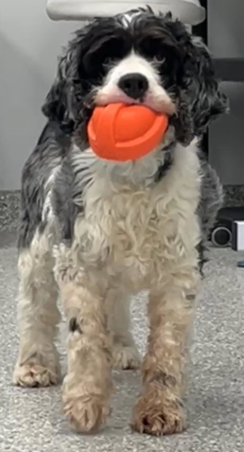 Blue, an adoptable Cocker Spaniel in Westminster, MD