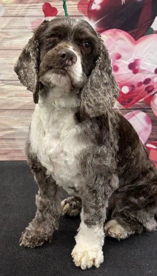 Rollie - Cocker Spaniel