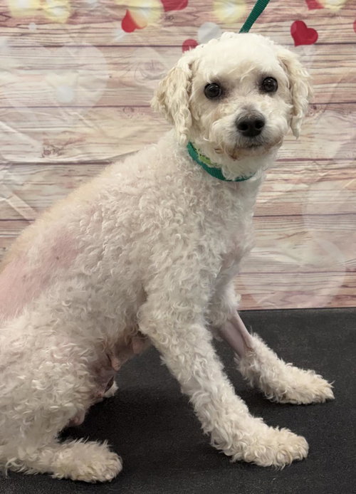 Sugar, an adoptable Poodle in Westminster, MD