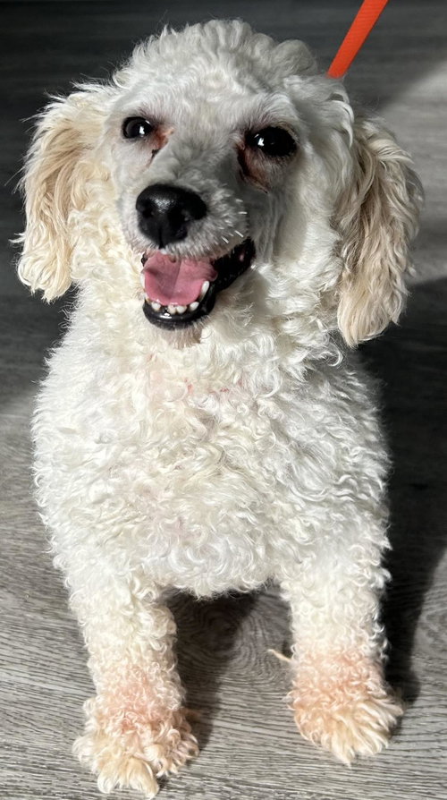 Pearl, an adoptable Poodle in Westminster, MD