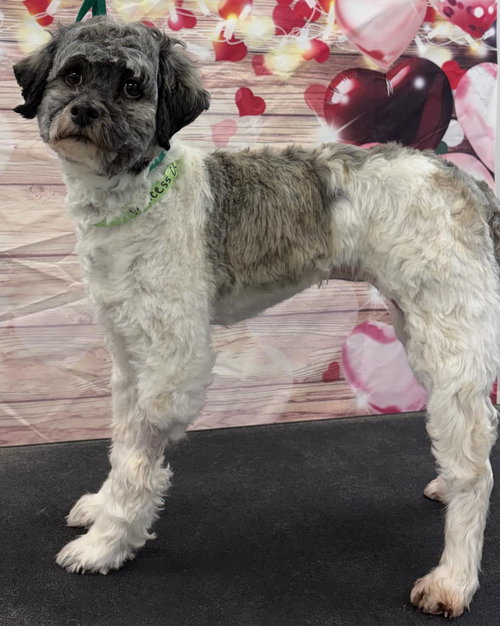 Princess, an adoptable Havanese in Westminster, MD