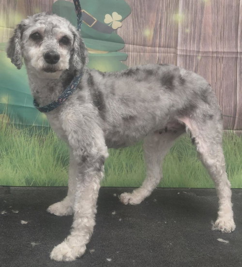 Tara, an adoptable Cockapoo in Westminster, MD