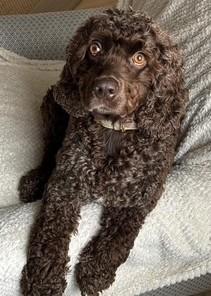 Kennedy, an adoptable Cocker Spaniel in Westminster, MD
