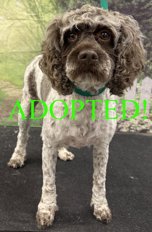 picture of the dog needing adoption
