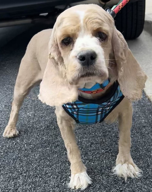Jenny, an adoptable Cocker Spaniel in Westminster, MD