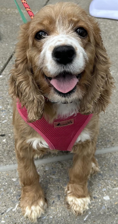 Dori, an adoptable Cocker Spaniel in Westminster, MD