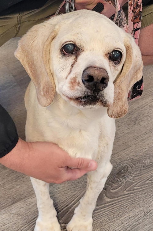 Ezekiel, an adoptable Cocker Spaniel in Westminster, MD