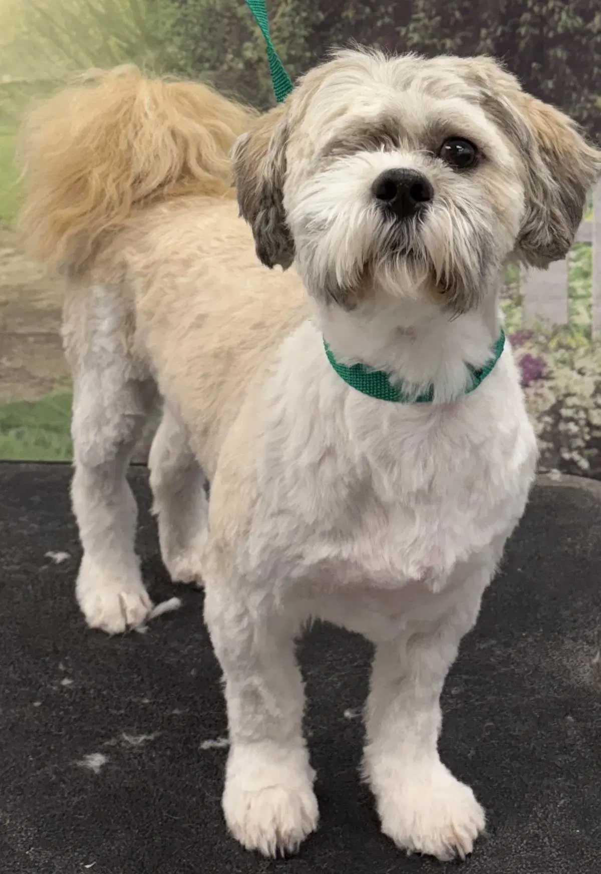 Sammy - Shih Tzu