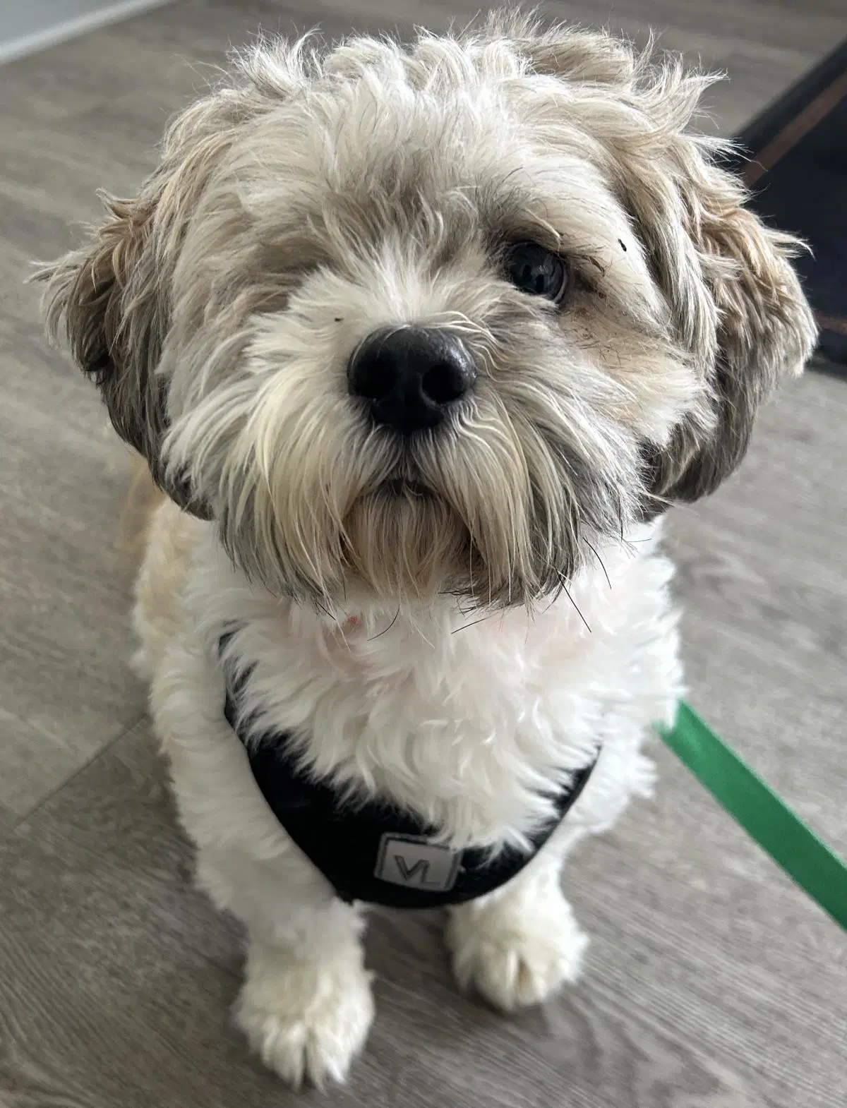 Sammy image 3