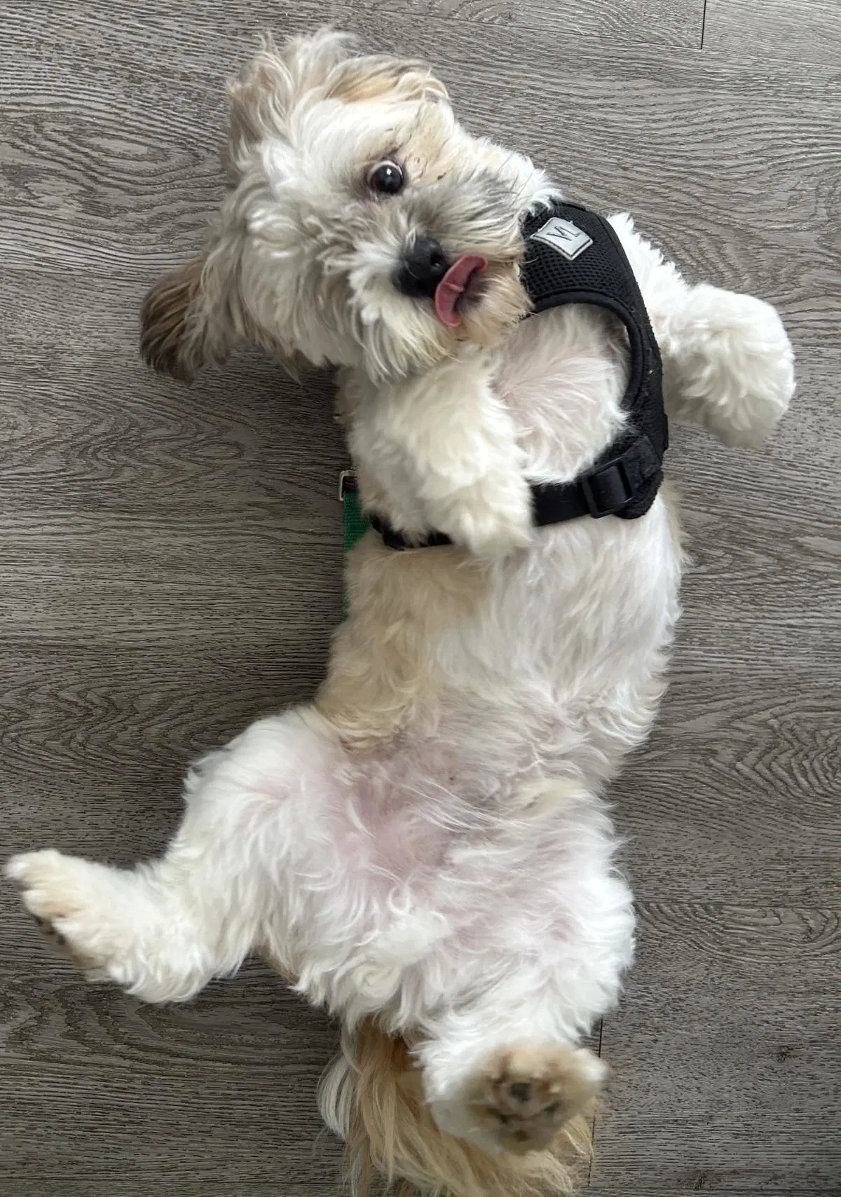 Sammy image 4