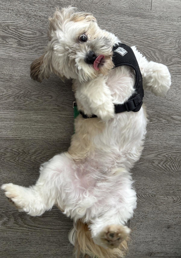 Sammy