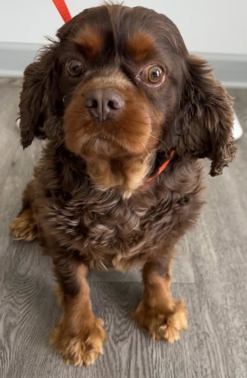 Buster, an adoptable Cavalier King Charles Spaniel in Westminster, MD