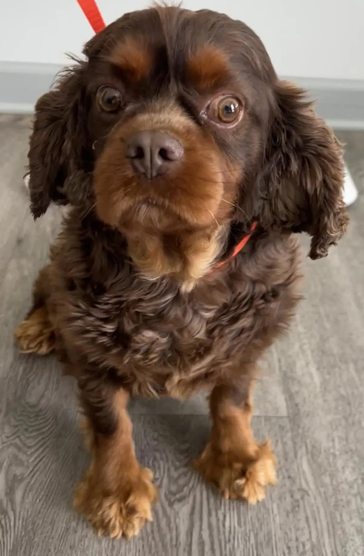 Buster - Cavalier King Charles Spaniel