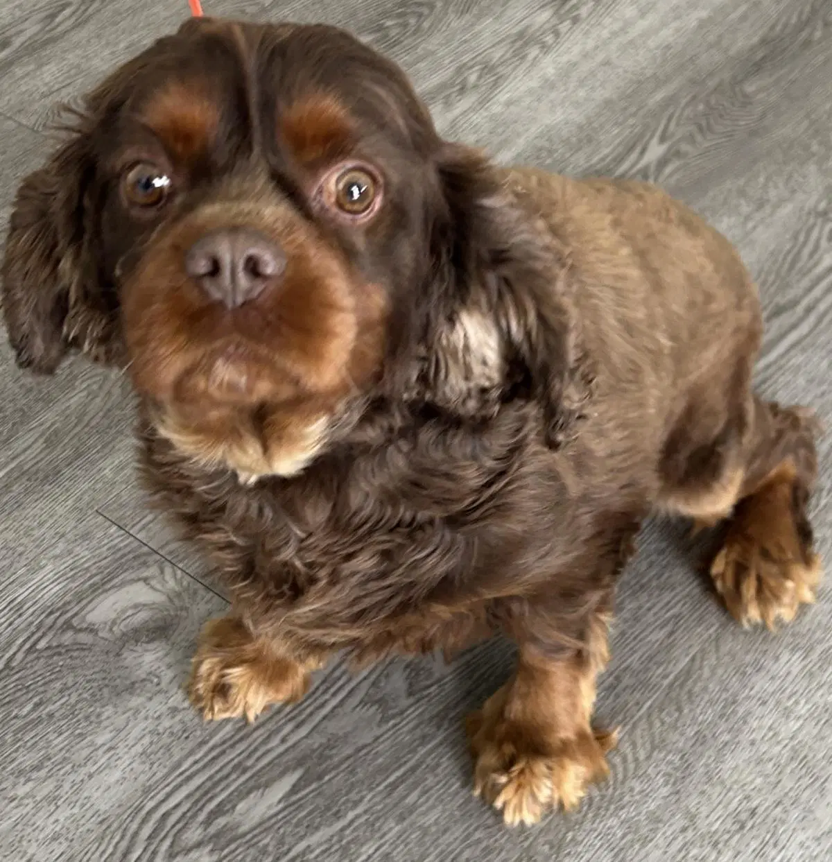 Buster image 2