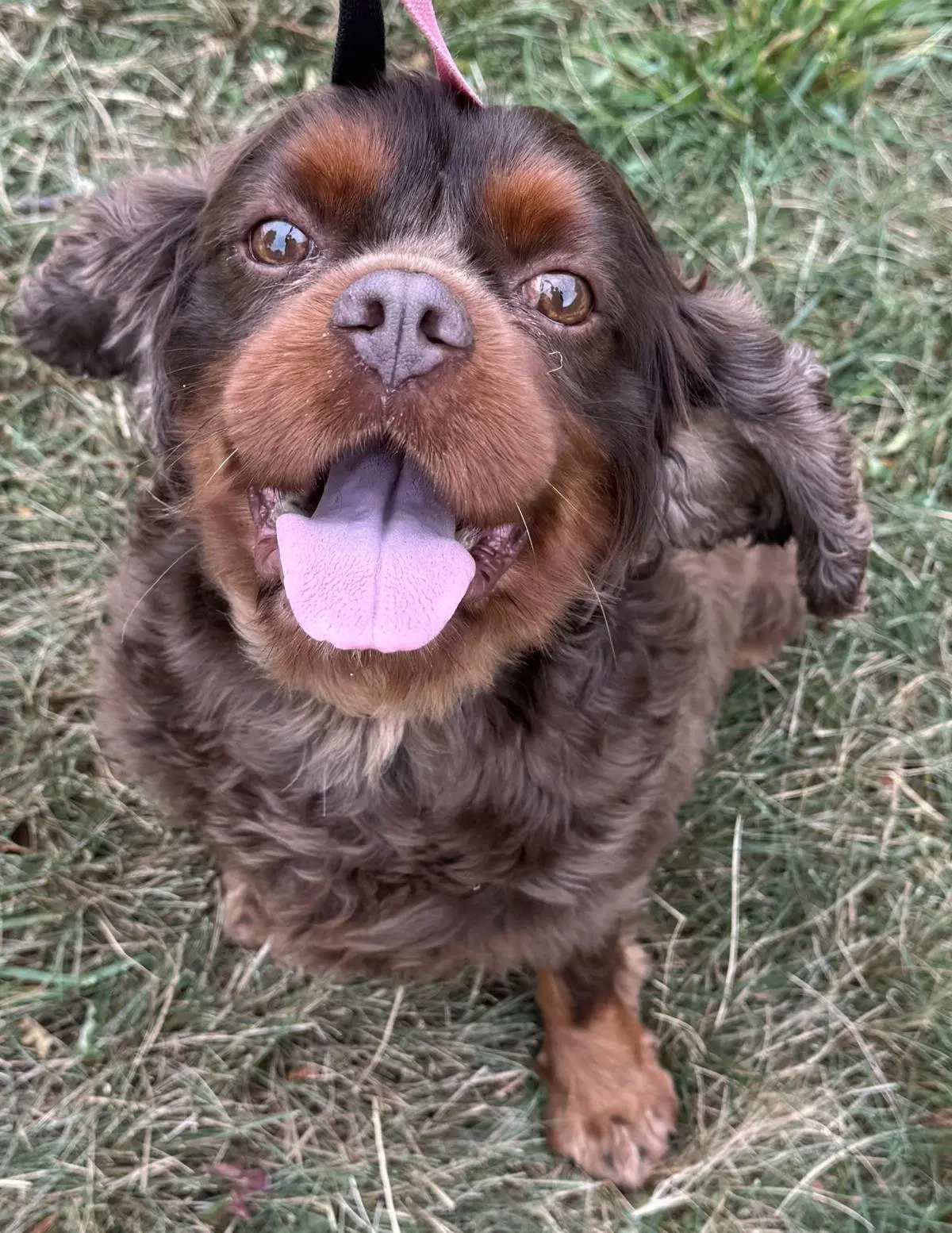 Buster image 3