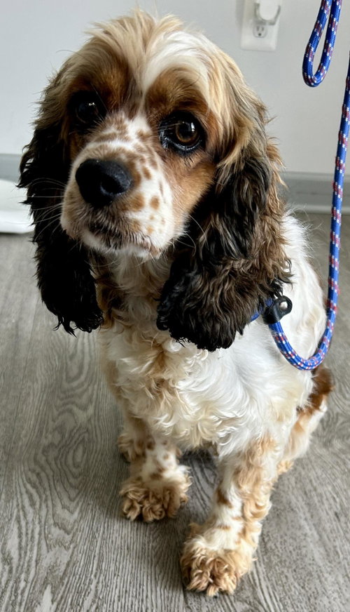 Freckles photo 3