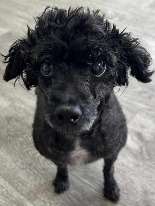 Melon, a dog for adoption from Cocker Spaniel Adoption Center