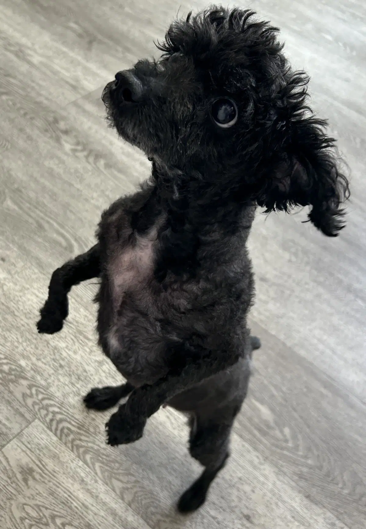 Melon image 4
