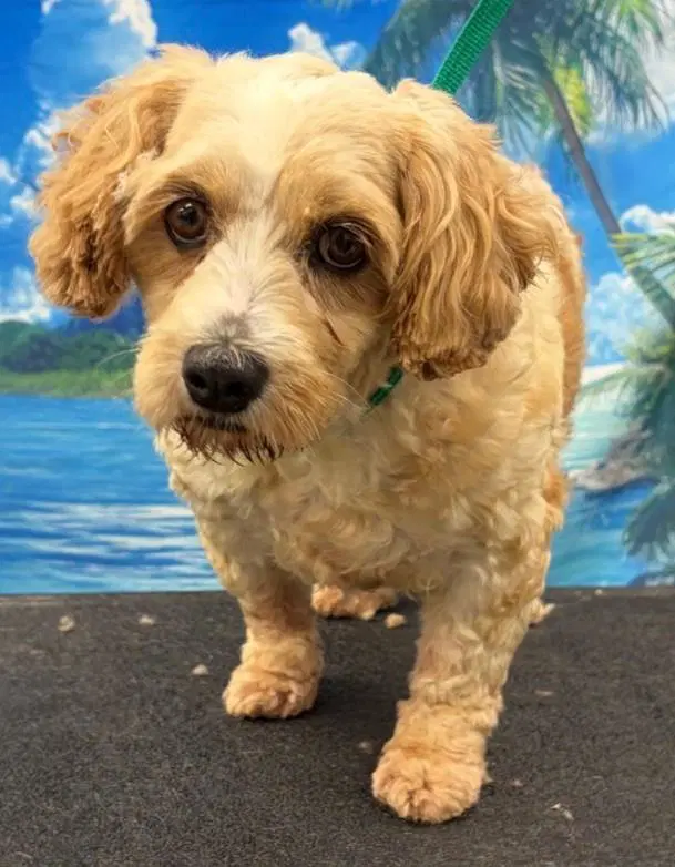 Laney - Cavalier King Charles Spaniel