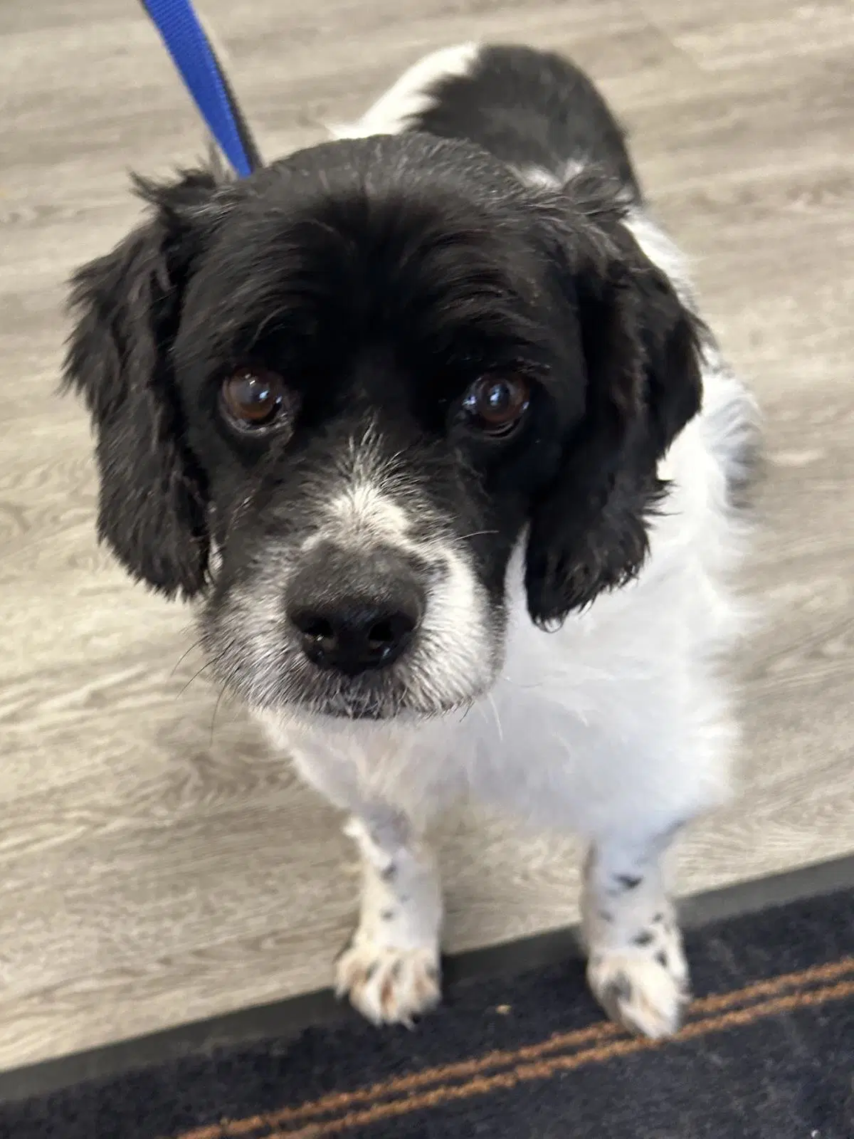 Bert - Cocker Spaniel