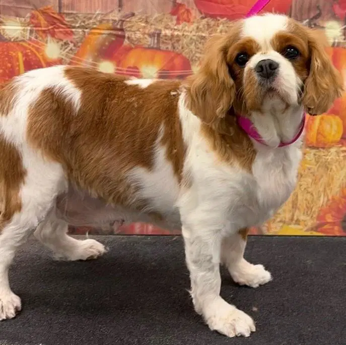 Penny - Cavalier King Charles Spaniel