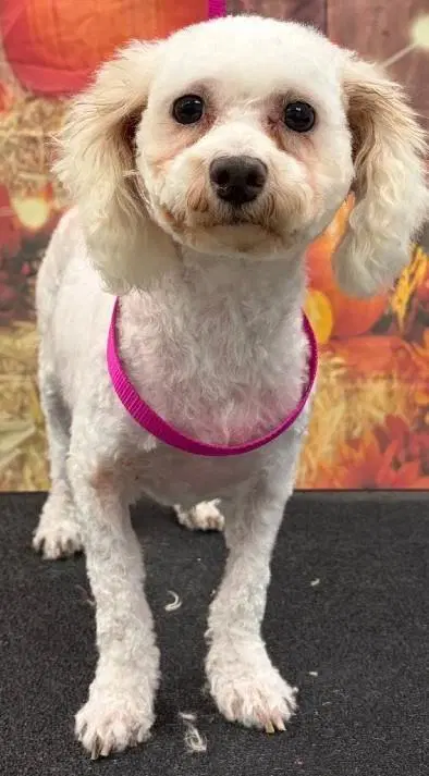 Fluffy - Bichon Frise