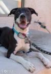 ANNABELLE "Annie", photo 22