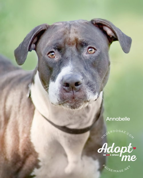 ANNABELLE "Annie", photo 13