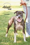 ANNABELLE "Annie" - Photo 15