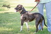 ANNABELLE "Annie" - Photo 16