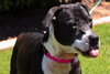 ANNABELLE "Annie" - Photo 4