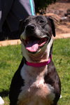 ANNABELLE "Annie" - Photo 6