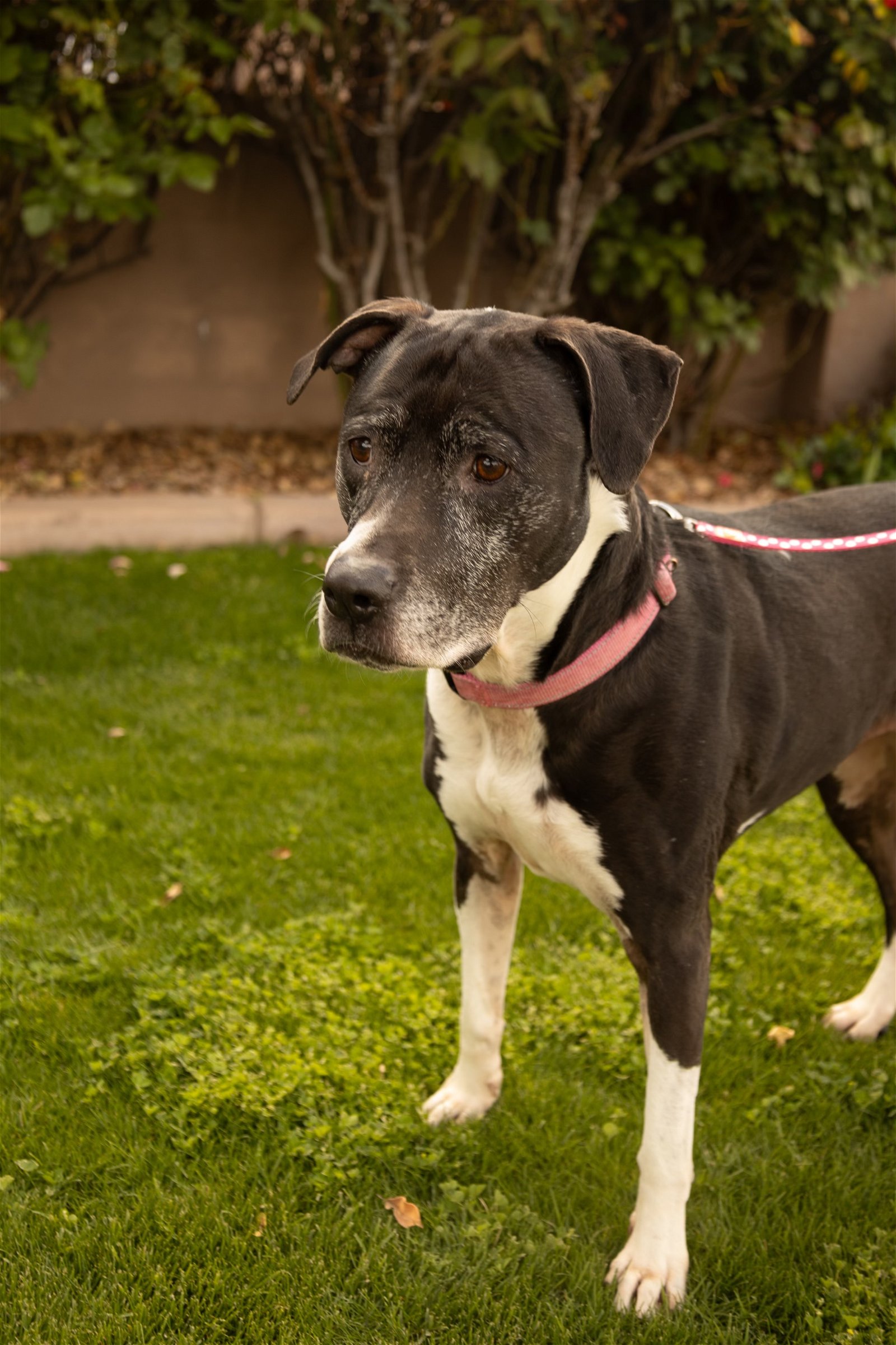 adoptable Dog in Chandler, AZ named ANNABELLE 