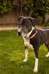adoptable Dog in  named ANNABELLE "Annie"