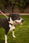 ANNABELLE "Annie" - Photo 2