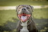 adoptable Dog in Chandler, AZ named JUNIOR #5