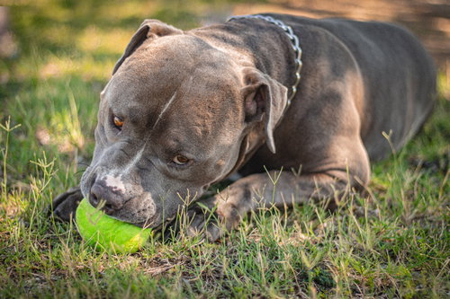 JUNIOR #5 - Staffordshire Bull Terrier / Bulldog available for adoption