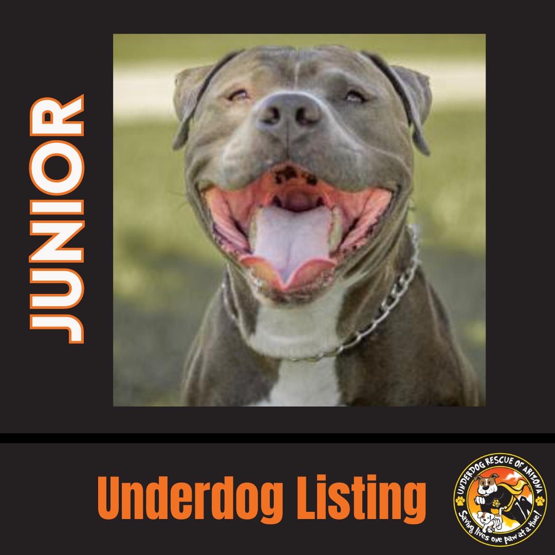 adoptable Dog in Chandler, AZ named JUNIOR #5