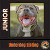 adoptable Dog in , AZ named JUNIOR #5
