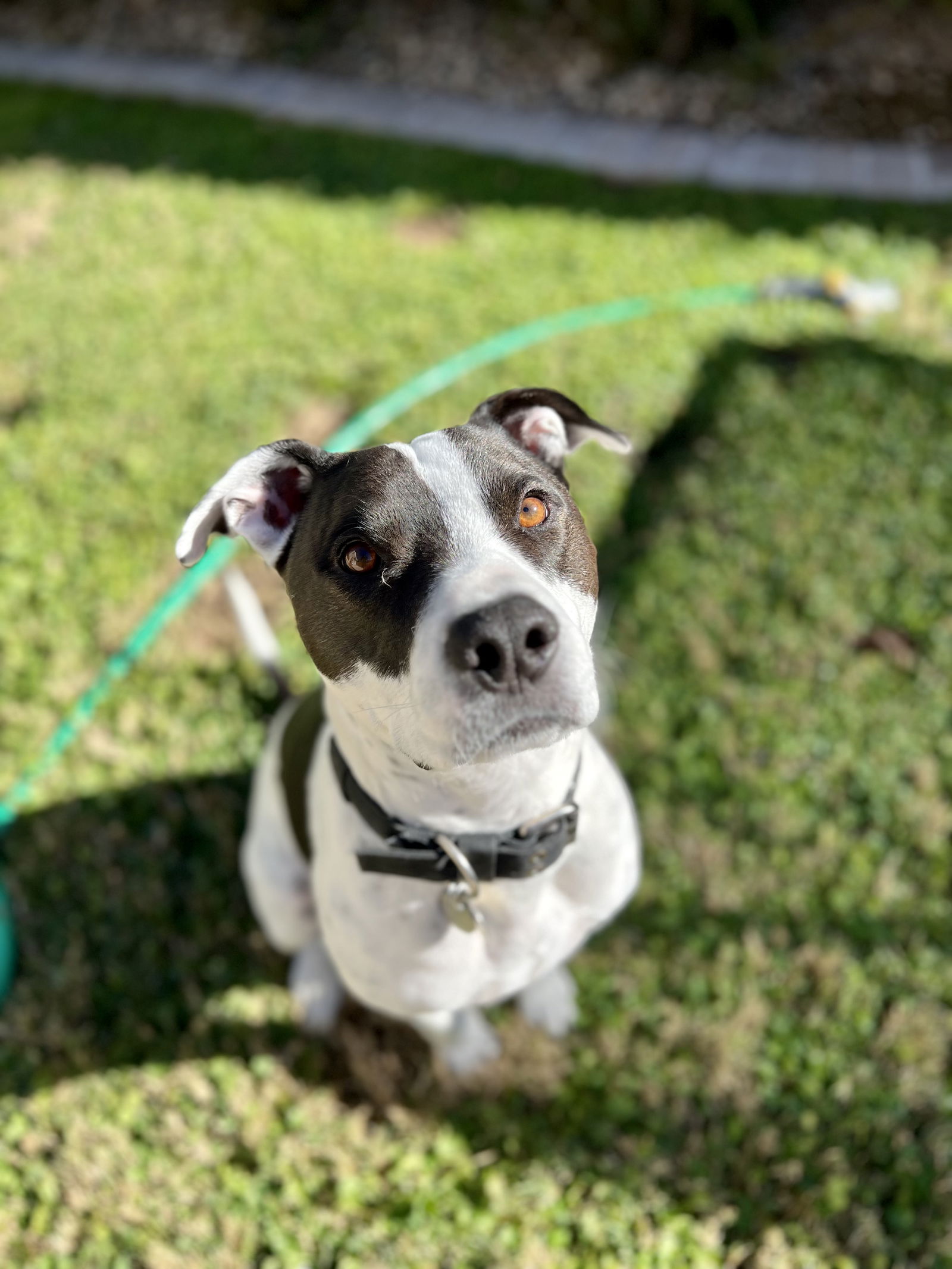 adoptable Dog in Chandler, AZ named CANNON