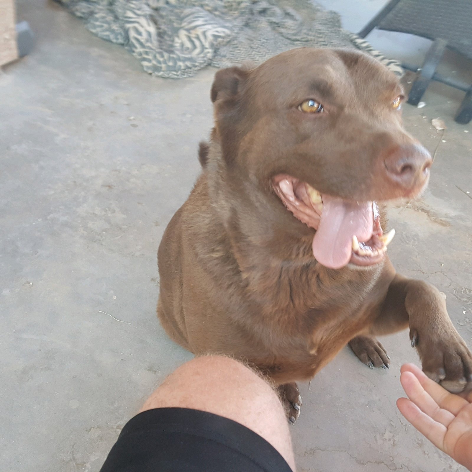 adoptable Dog in Chandler, AZ named ZEPH
